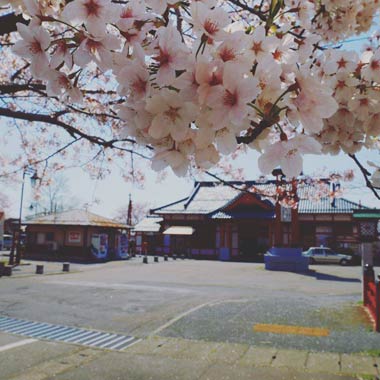 弥彦駅。弥彦駅の後ろに太陽。逆光になってしまいました。来週の湯かけまつりまで桜が咲いてますように。