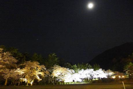 弥彦公園の夜桜と月です