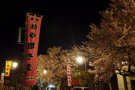弥彦駅前通り。17日の湯かけ祭りまで桜が持つか心配です