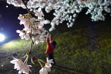  弥彦公園。ライトアップされててキレイでしたよ。