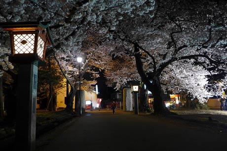 弥彦公園。