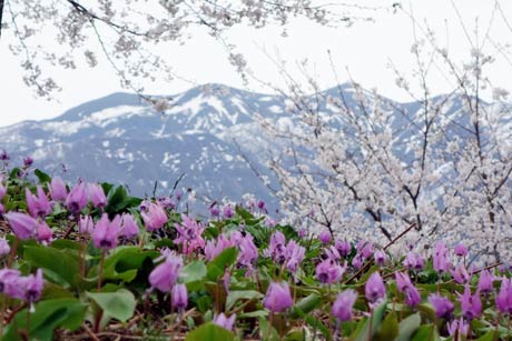  カタクリとサクラの花、残雪の粟ヶ岳が一度に視界に入る
