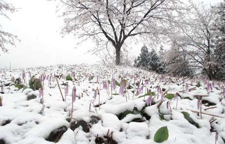 佐野さんが11日に撮影した雪に覆われたカタクリの花