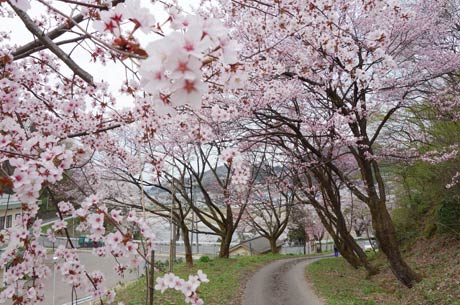 三条市月岡地内の道心坂一般廃棄物最終処分場わきの林道のオオヤマザクラの並木は見ごろを迎えた