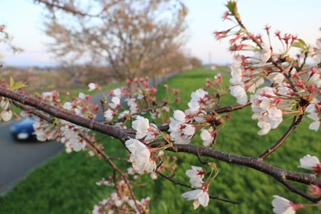 大河津分水桜土手のサクラはわずかに花を残すだけ
