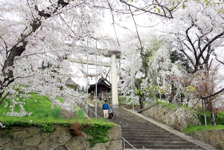 満開の烏帽子山千本桜