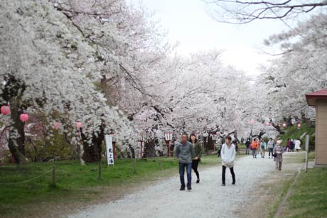 平日で風が強いにもかかわらず花見客でにぎわう