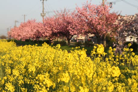 寺泊駅近くの満開のヤエザクラと菜の花