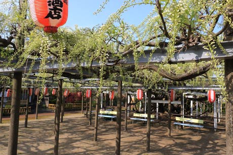 早くも咲き始めた八王寺の白藤