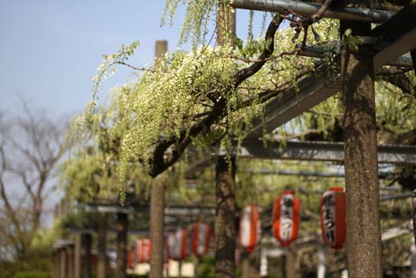 花房の白い花が開き始める