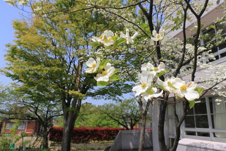 27日、三条ものづくり学校で咲くハナミズキの白い花