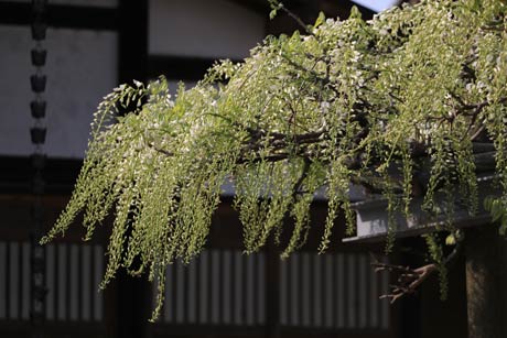 すでに咲き始めた「八王寺の白藤」