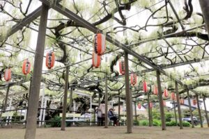 見ごろ前半の安了寺の「八王寺の白藤」