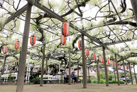 見ごろ前半の安了寺の「八王寺の白藤」