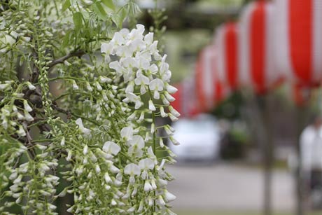  花房の上から花が開く