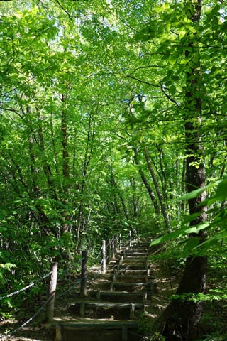 新緑が鮮やかな保内公園