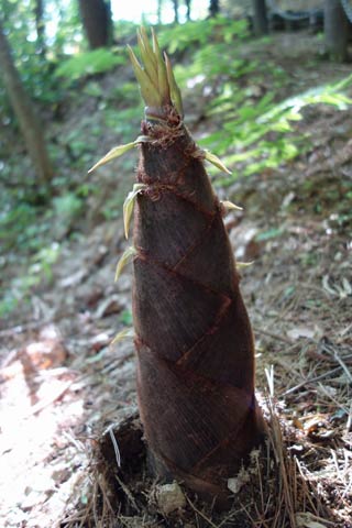 タケノコ