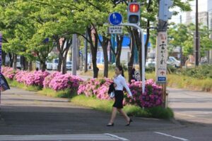 ツツジが咲く燕三条駅前の通りで上着を手に