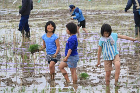 子どもたちもはだして田んぼに入って田植え