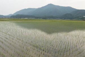 小満だった20日の三条は7月上旬並みの最高気温26.9度の汗ばむ陽気