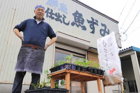 鮮魚仕出し「魚ずみ」の前にアサガオの苗を並べて自由に持ち帰ってもらっている川崎栄治さん