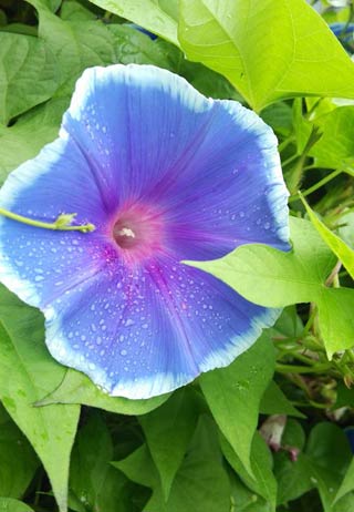 プレゼントしているアサガオの苗が咲かせる花
