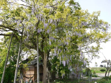 新潟県文化財保護連盟から文化財保護功労者として表彰される万葉の藤管理組合が管理する万葉の藤