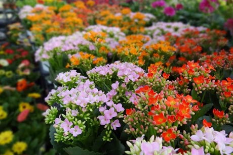 来場者に抽選でプレゼントする花鉢や苗