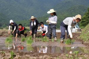 下田の棚田で田植えを行うソーシャルファームさんじょうに所属する地域おこし協力隊