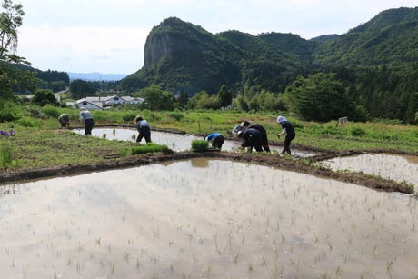 八木ヶ鼻を望む絶景の棚田