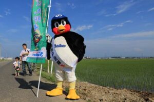 田んぼを確認するつば九郎