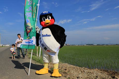 田んぼを確認するつば九郎