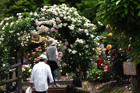 花が盛りのバラ園