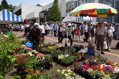 28、29日と三条市保内公園で開かれている春の保内公園まつりの花苗の販売