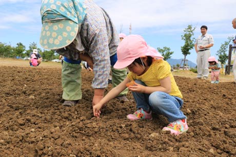大河津分水さくら公園でヒマワリの種まきをする笈ヶ島保育園園児