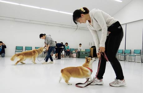 新潟県動物愛護協会県央支部による「家庭犬しつけ方教室」
