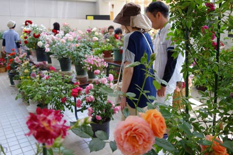 三条バラ愛好会が三条市保内公園緑の相談所で開いた「春のバラ展」