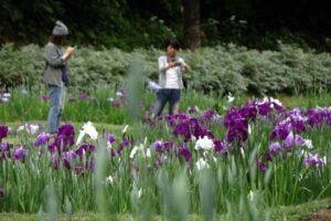 「花菖蒲まつり」が開催中のしらさぎ森林公園