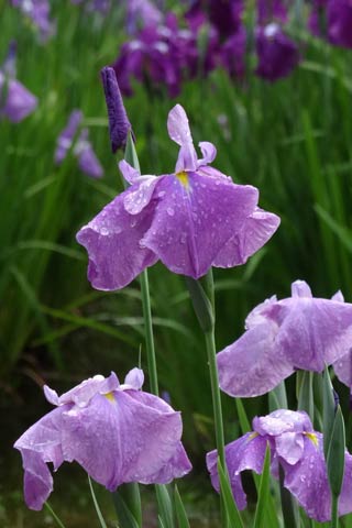 雨にぬれて色の鮮やかさを増すハナショウブの花