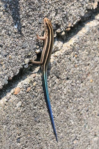田上町で見つけたしっぽの青い幼体のニホントカゲ