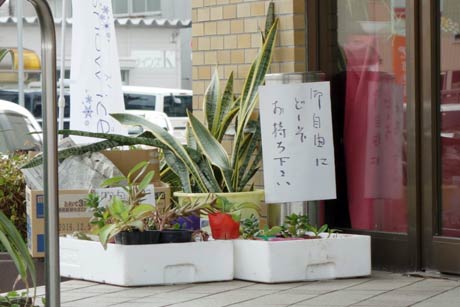 観葉植物の苗などを自由に持ち帰ってもらっているレストランMIYOSHI