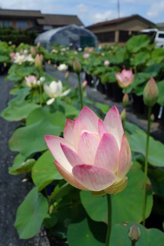 ハナハスの美しい花