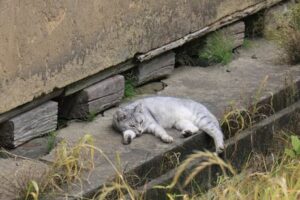 2日の三条は曇りがちながらこの夏最高の34.6度を猛暑を記録
