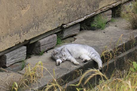 田上町で猛暑にネコもぐったり