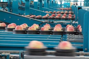 例年より5日から1週間早く加茂で選果機を使ったモモの出荷が始まる