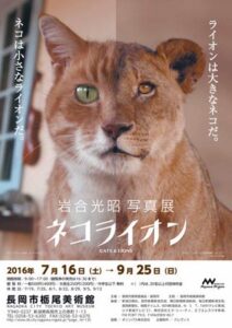 16日から9月25日まで長岡市栃尾美術館で開かれる「岩合光昭写真展 ネコライオン」のちらし