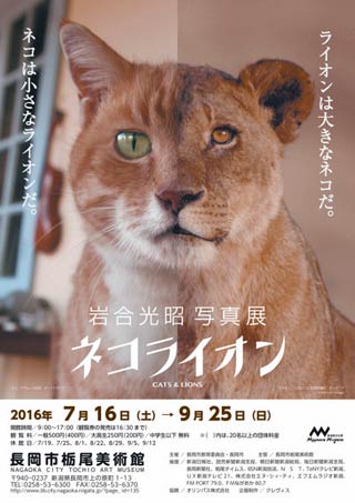 16日から9月25日まで長岡市栃尾美術館で開かれる「岩合光昭写真展　ネコライオン」のちらし