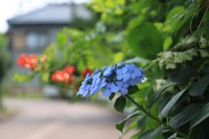 燕市南1で青いガクアジサイと奥にオレンジ色のノウゼンカズラの花