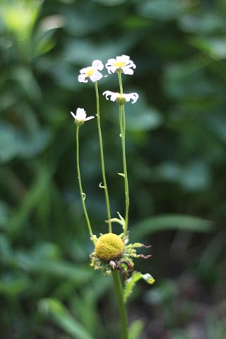 がくのあたりから4本の茎が伸び、さらにそれぞれの先端に花が咲いた不思議なマーガレット