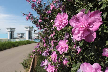 国土交通省中ノ口川水門蒲原大堰管理所のムクゲが開花